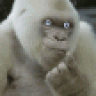 great white ape