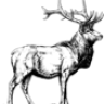 Goingnative