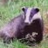 barking badger