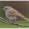 hedgesparrow