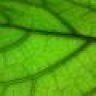 Leaflife