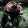 Orso_bruno