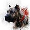 Raptordog