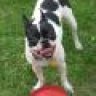spotted dog