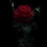 Night_Rose