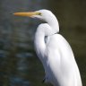 Great egret