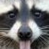 racoon