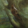 Treecreeper