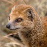 Siberian Mongoose