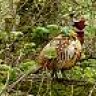 pheasant plucker