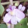 Toadflax