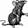 Defiant Rat
