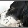 Psittacosis