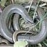 slowworm