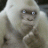 great white ape