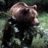 Orso_bruno