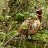 pheasant plucker