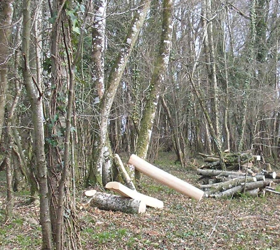 old-ash-coppice-being-processed-for-bow-staves.jpg