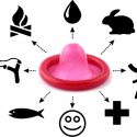 survival-condom