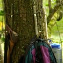 treehook6