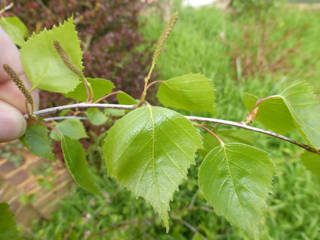Birch Leaf