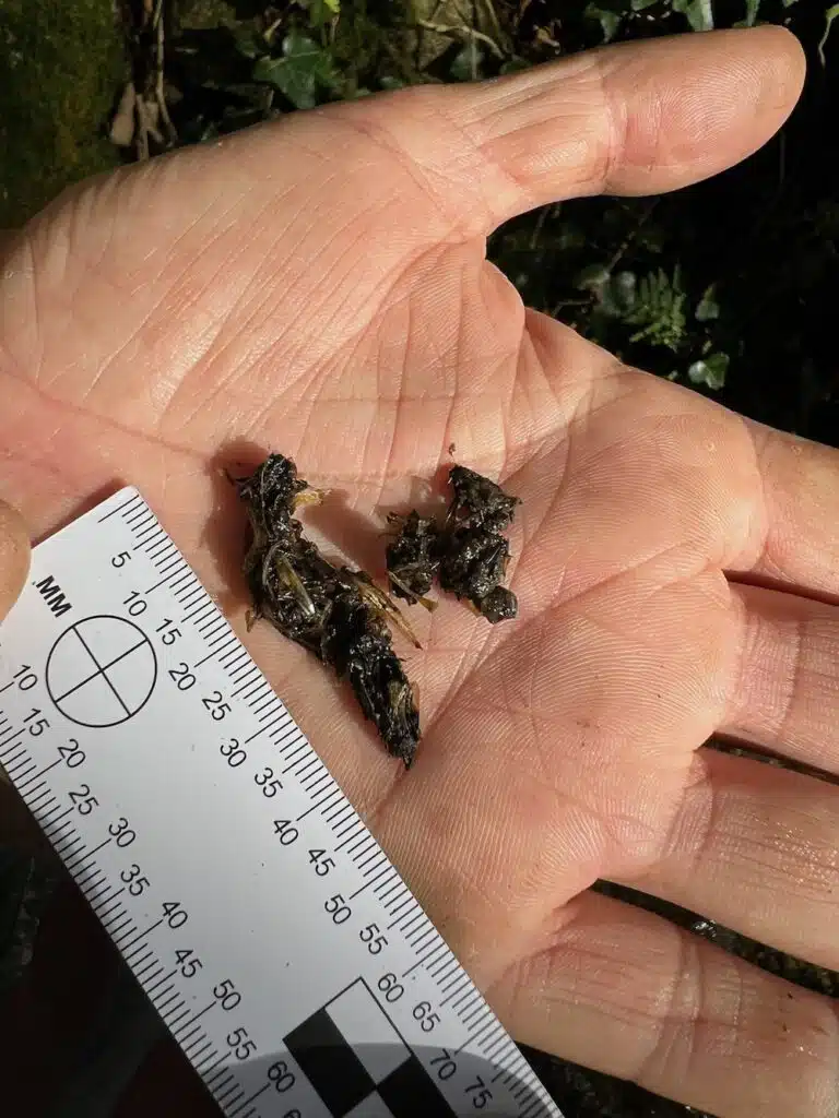 otter spraint