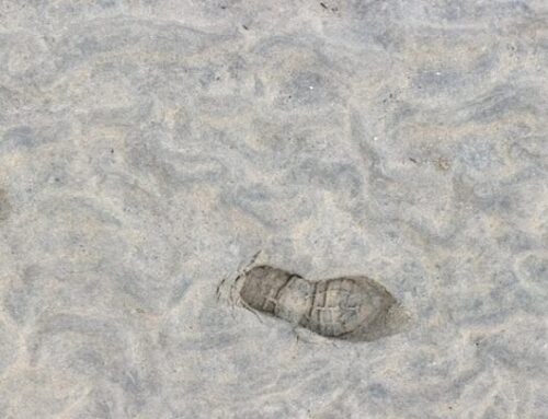 Tracking the Unseen: Terminology and Equipment in Mantracking and Wildlife Tracking